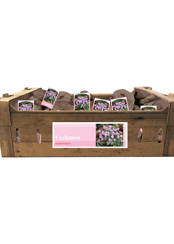 X 30 CYCLAMEN HEDERIFOLIUM INCL. LABEL 35/+