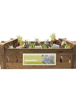 X 20 AGAPANTHUS BLAUW INCL. LABEL TOP