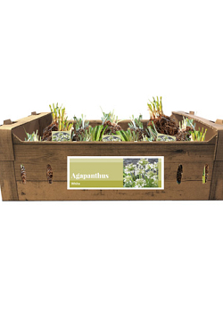 X 20 AGAPANTHUS WIT INCL. LABEL TOP