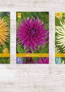 X  75 DAHLIA CACTUS - A I
