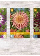 X  75 DAHLIA CACTUS - B I