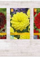 X  75 DAHLIA DECORATIEF - A I