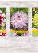 X  75 DAHLIA DECORATIEF - B I