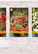 X  150 BEGONIA PENDULA 5/6
