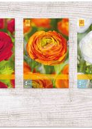 X  750 RANUNCULUS VJ 6/7