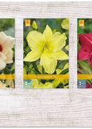 X  75 HEMEROCALLIS KLEINBLOEMIG I