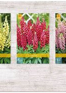 X  75 LUPINUS I