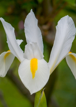 X 100 IRIS HOLLANDICA WHITE VAN VLIET 7/8