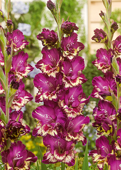 X 100 GLADIOLUS COLOUR CLUB 12/14