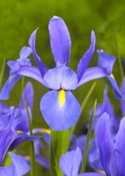 X 100 IRIS HOLLANDICA SAPPHIRE BEAUTY 7/8