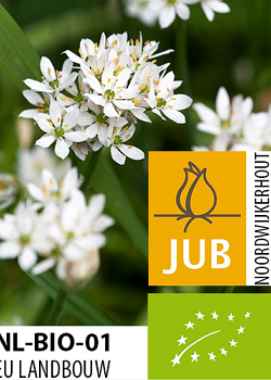 X 100 BIO ALLIUM COWANII 4/5