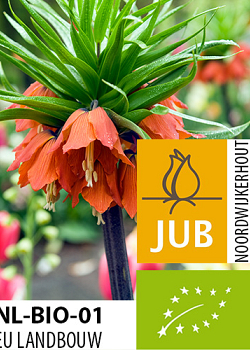 X   10 BIO FRITILLARIA IMP. RUBRA 18/+