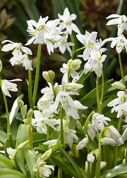 X 100 SCILLA SIBERICA ALBA 7/8
