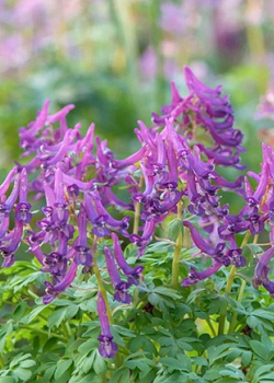 X 50 CORYDALIS CAVA I