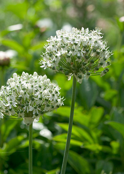 X 100 ALLIUM NIGRUM (MULTIBULBOSUM) 12/+