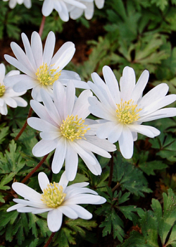 X 250 ANEMONE SPECIES BLANDA WHITE SPLENDOUR 5/7