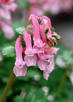X 100 CORYDALIS SOLIDA BETH EVANS 6/+