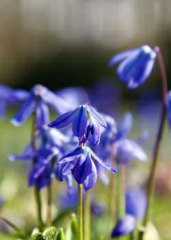 X 100 SCILLA SIBERICA 7/8