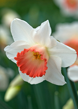 X 100 NARCISSUS PINK CHARM 12/14