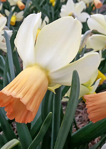 X 100 NARCISSUS CARICE 12/14