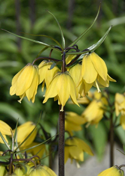 X   25 FRITILLARIA HELENA 24/+