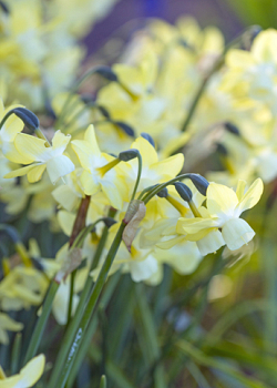 X 100 NARCISSUS MOONLIGHT SENSATION 12/14