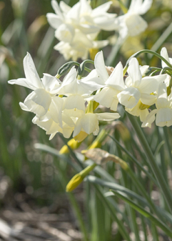 X 100 NARCISSUS STARLIGHT SENSATION 12/14