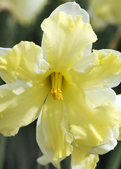 X 100 NARCISSUS BELCANTO 12/14