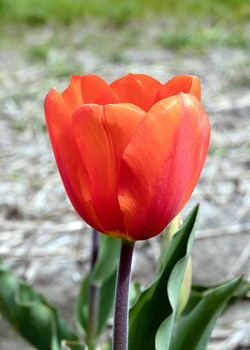 X 100 TULIPA CADANS 11/12