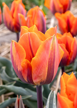 X 100 TULIPA PRINSES IRENE 11/12