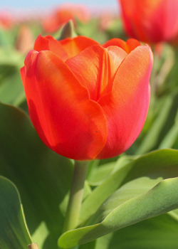 X 100 TULIPA ORANGE SHERPA 12/+