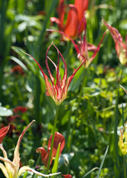 X 100 TULIPA ACUMINATA I