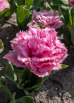 X 100 TULIPA CAIRNS 11/12