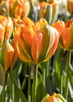 X 100 TULIPA ORANGE MARMELADE 12/+