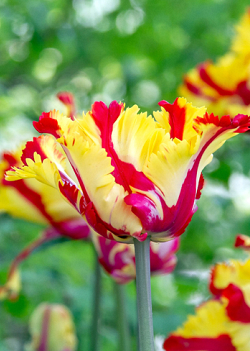 X 100 TULIPA TEXAS FLAME 11/12