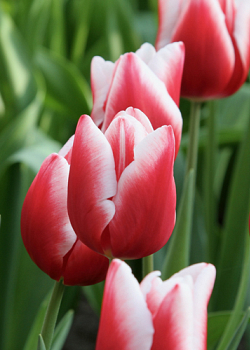 X 100 TULIPA UNIVERSUM 11/12