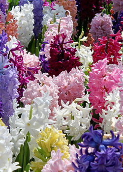 X   50 HYACINTHUS MIX 15/16