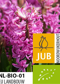 X   50 BIO HYACINTHUS PINK PEARL 15/17