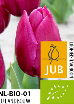 X 100 BIO TULIPA PURPLE PRINCE 11/12