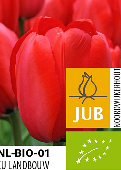 X 100 BIO TULIPA RED IMPRESSION 11/12
