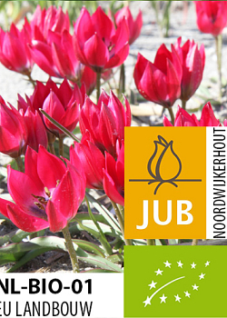 X 100 BIO TULIPA LITTLE BEAUTY 5/+