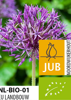 X   50 BIO ALLIUM PURPLE RAIN 10/12