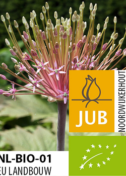 X   25 BIO ALLIUM SCHUBERTII 16/+