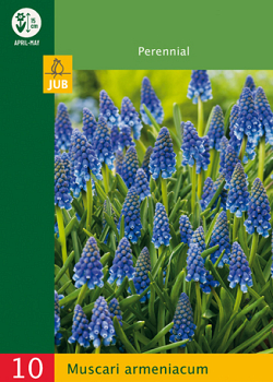 X 10 MUSCARI ARMENIACUM 6/7