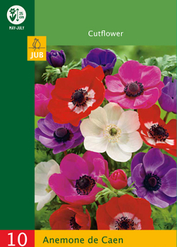 X 10 ANEMONE DE CAEN 4/5