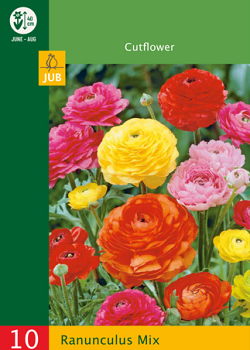 X 10 RANUNCULUS MIX  4/5