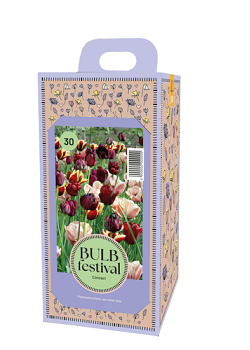 X 1 DOOS 30 BULB FESTIVAL CONCERT I