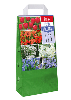 X 125 BULBS FROM HOLLAND I
