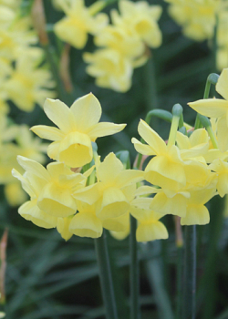 X 100 NARCISSUS ANGEL'S BREATH 8/10