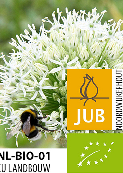 X   25 BIO ALLIUM MOUNT EVEREST 16/+